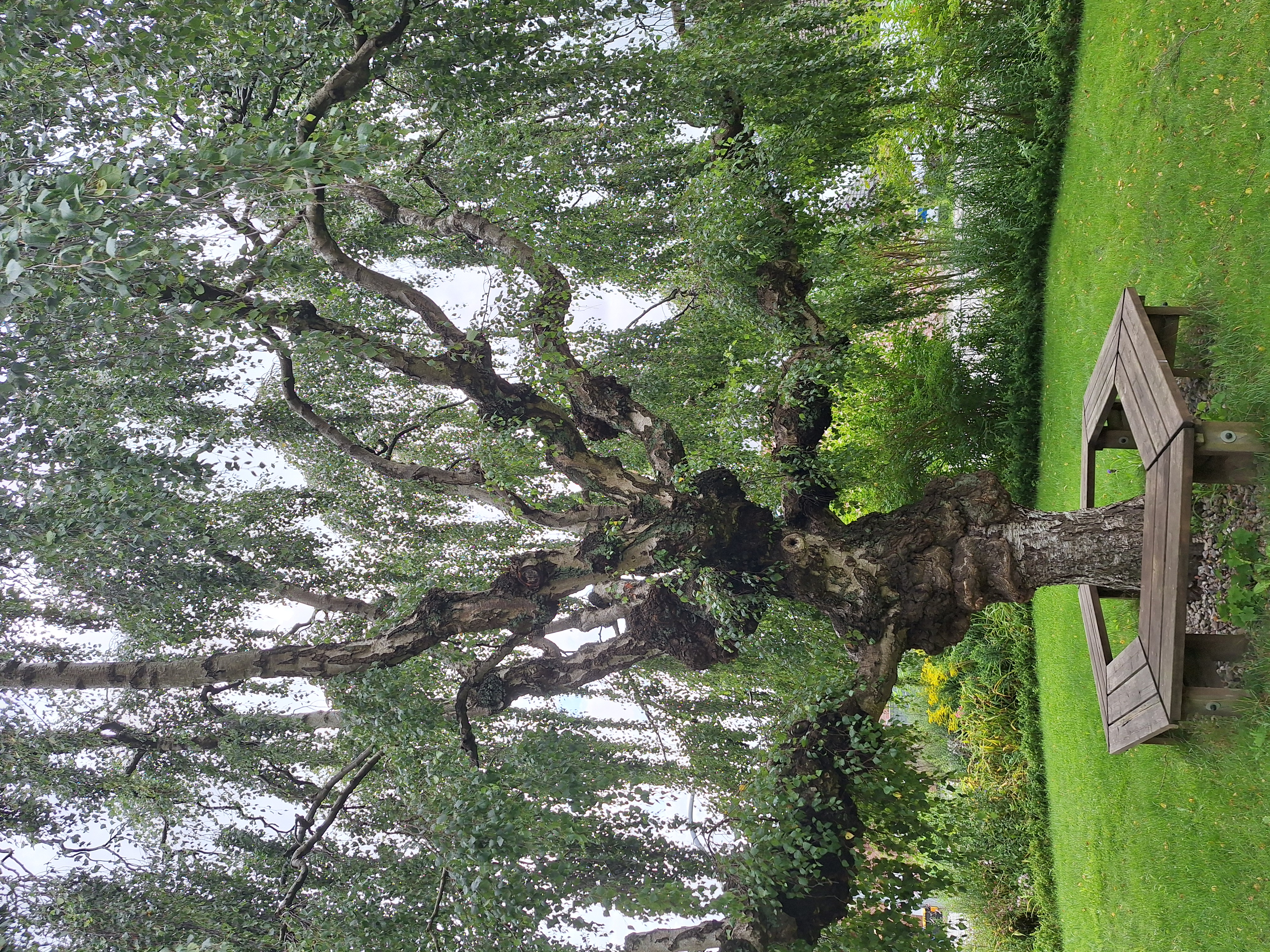 Birke vor dem alten Rektorhauses , heute Museum des Heimatvereins